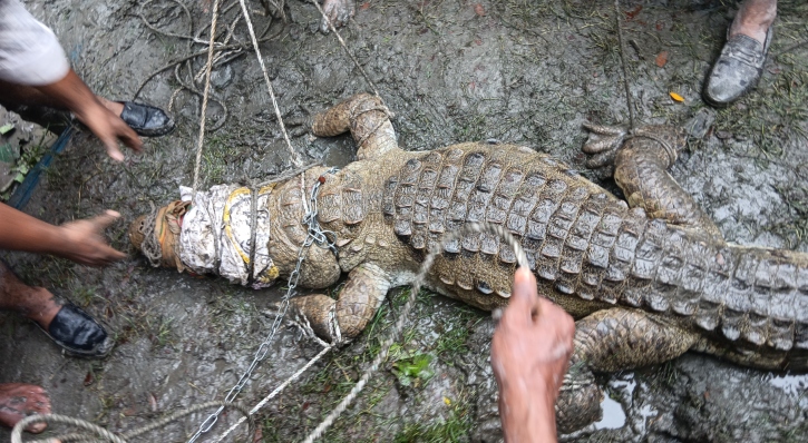 খাসিয়ার চরে ক্ষুধার্ত কুমিরের হানা